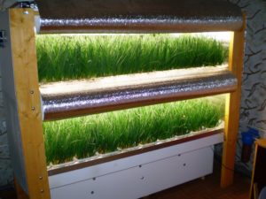 Выращивание зелени в квартире бизнес план